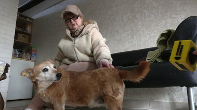 безпритульні псяки безпритульні псяки