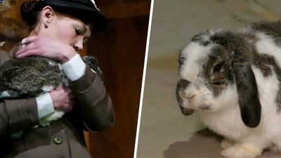 Кролик-актор з Харкова: шлях від зоопарку до сцени. СУСПІЛЬНЕ | ТЕАТР