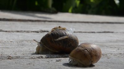 Фермер зТернопільщини – один з перших в Україні почав вирощувати їстівних равликів Фермер зТернопільщини – один з перших в Україні почав вирощувати їстівних равликів