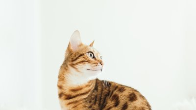 ВМС Таїланду розгорнули операцію для порятунку котів з палаючого корабля