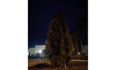 ялинки на Рівненщині ялинки на Рівненщині
