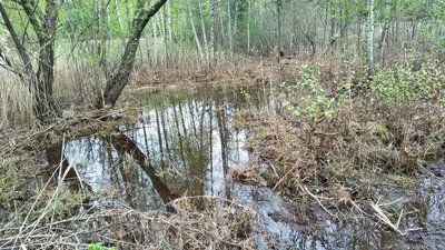 На Житомирщині прокинулися вужі: як відрізняти від змій та чи несуть загрозу На Житомирщині прокинулися вужі: як відрізняти від змій та чи несуть загрозу