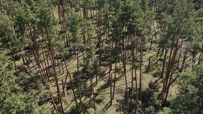 На Черкащині буреломи знищили майже 800 гектарів лісу

