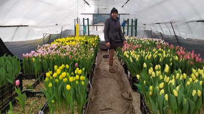 черкащанка вирощує тюльпани черкащанка вирощує тюльпани