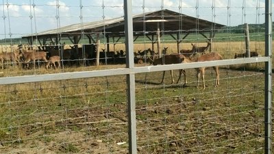 Туристичний маршрут Волині: ферма з благородними оленями Туристичний маршрут Волині: ферма з благородними оленями