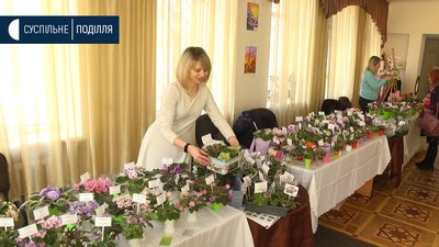 «Хмельничани ще такого не бачили», - колекціонерка про експозицію фіалок