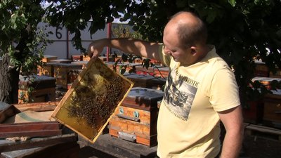 Запорізькі бджолярі в рамках гранту отримали 200 саджанців лип