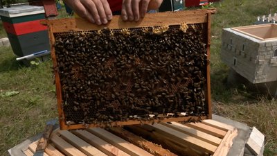 Волинський пасічник виготовляє корпусні вулики для бджіл Волинський пасічник виготовляє корпусні вулики для бджіл