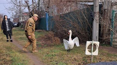 лебідь, лебідь заплутався в дротах