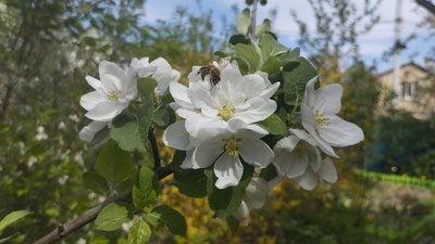 Весна, квіти, бджола