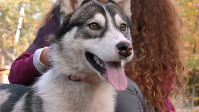 У Черкасах хаскі з Денеччини шукає родину У Черкасах хаскі з Денеччини шукає родину