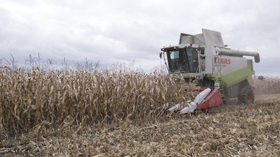 Збір кукурудзи у селі Голубівка на Вінниччині
