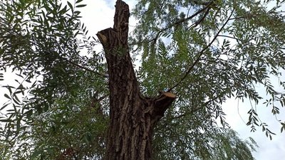 У сквері "Вітрильному", що в Миколаєві, незаконно видалили дерева — держекоінспекція