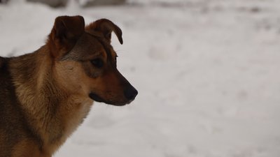 "У мороз без їжі протягом 6 годин помирає кіт, а собака через 15". Як виживають безпритульні тварини в Охтирці