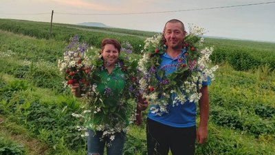 Полуниці, догляд, вирощування, врожай Полуниці, догляд, вирощування, врожай