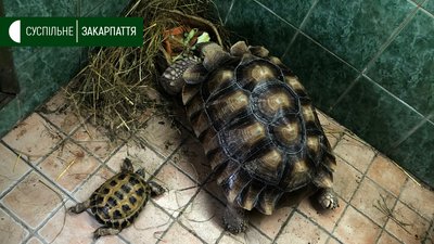 Черепаху перевезли потягом з Києва до Ужгорода Черепаху перевезли потягом з Києва до Ужгорода