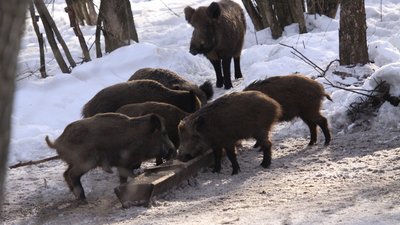 На Чернігівщині провели зимовий облік диких тварин: скільки та яких звірів нарахували На Чернігівщині провели зимовий облік диких тварин: скільки та яких звірів нарахували