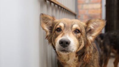 У Вінницькому притулку прийняли майже півсотні тварин із Маріуполя У Вінницькому притулку прийняли майже півсотні тварин із Маріуполя