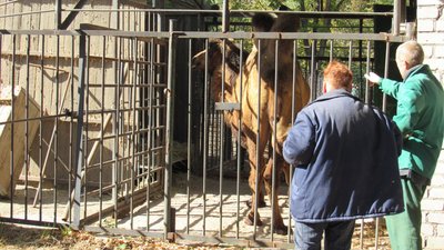Поїхав до "нареченої". Миколаївський зоопарк відправив до Одеси молодого верблюда Поїхав до "нареченої". Миколаївський зоопарк відправив до Одеси молодого верблюда