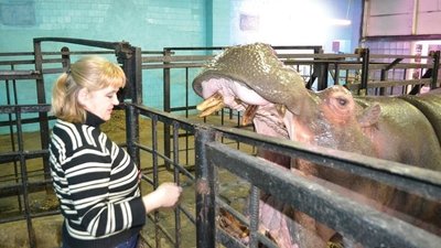 Довгожитель Миколаївського зоопарку – бегемот Каземир Довгожитель Миколаївського зоопарку – бегемот Каземир