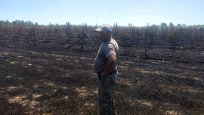 Згорів яблуневий сад на площі майже 3 гектари. Закарпатця оштрафували на 6120 гривень за підпал сухої трави