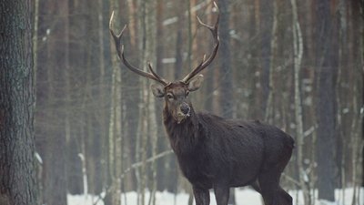 У волинських лісах порахували тварин У волинських лісах порахували тварин