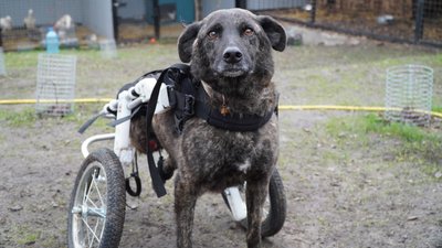собака, притулок на Дніпропетровщині