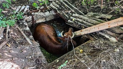 На Миколаївщині врятували корову, яка впала у вигрібну яму – ДСНС На Миколаївщині врятували корову, яка впала у вигрібну яму – ДСНС