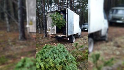 На Чернігівщині «чорні лісоруби» нарубали сосен майже на 500 тисяч гривень (Оновлено)