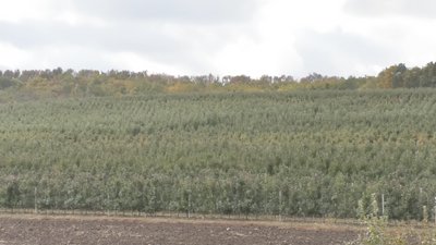 яблука доспіли на Черкащині яблука доспіли на Черкащині