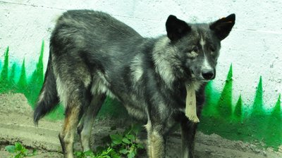 Евакуюють тварин з фронту: волонтери з Дніпра рятують собак та котів Евакуюють тварин з фронту: волонтери з Дніпра рятують собак та котів