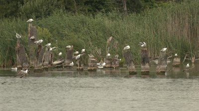 Річка Чумгак Річка Чумгак