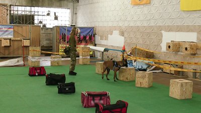Навички кропивницьких собак-саперів використають у розробці роботів-шукачів вибухівки Навички кропивницьких собак-саперів використають у розробці роботів-шукачів вибухівки
