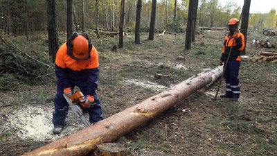 На Полтавщині заготовляють дрова та деревину для військових На Полтавщині заготовляють дрова та деревину для військових