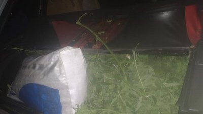 На Черкащині виявили плантацію конопель на суму близько двох мільйонів гривень На Черкащині виявили плантацію конопель на суму близько двох мільйонів гривень