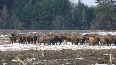 Є червонокнижні зубри та коти: у лісах Вінниччини порахували тварин