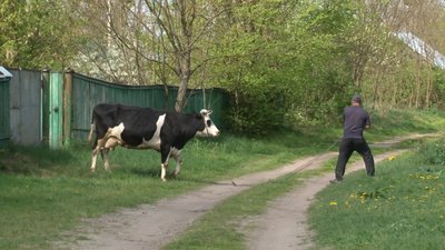 На Черкащині корову ведуть на вакцинацію На Черкащині корову ведуть на вакцинацію