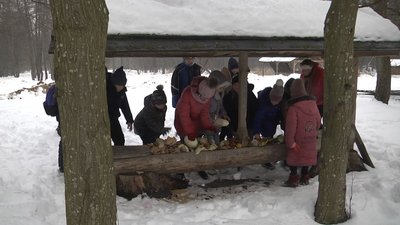 Замість уроків – до лісу: луцькі школярі годували тварин у лісі Замість уроків – до лісу: луцькі школярі годували тварин у лісі