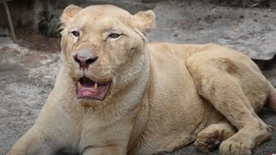 В Одеський зоопарк з Харкова перевезли двох білих левів В Одеський зоопарк з Харкова перевезли двох білих левів