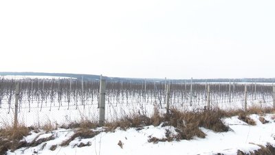 На Вінниччині господарство боргує пайовикам два мільйони гривень На Вінниччині господарство боргує пайовикам два мільйони гривень