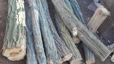 Двох чоловіків підозрюють у незаконній порубці лісу на Миколаївщині