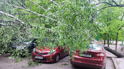 Буревій у Чернігові: дерева впали на 3 автівки. Фото, відео