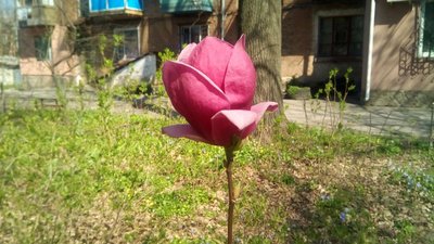 Кропивницький весняний: в місті розквітла магнолія з Нової Зеландії