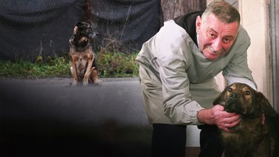 Тварини, допомога, безпритульні тварини, волонтери, Івано-Франківщина, допомога