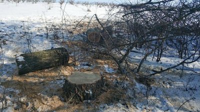 В Одеській області затримали чоловіків, які незаконно вирубували ліс – ДПСУ В Одеській області затримали чоловіків, які незаконно вирубували ліс – ДПСУ