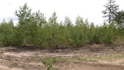 Експеримент із залісненням: на півночі Рівненщині відновлюють ліси після старателів Експеримент із залісненням: на півночі Рівненщині відновлюють ліси після старателів