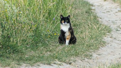 Котик на дорозі