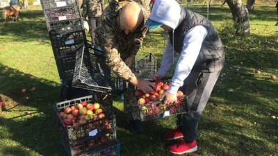 "Збери яблука – допоможи ЗСУ": в одному з університетів Житомира розпочали благодійну акцію