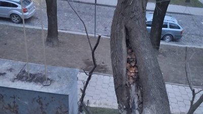 Стовбур дерева