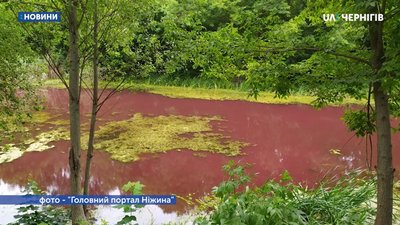 У центрі Ніжина вода у озері забарвилась у рожевий колір У центрі Ніжина вода у озері забарвилась у рожевий колір